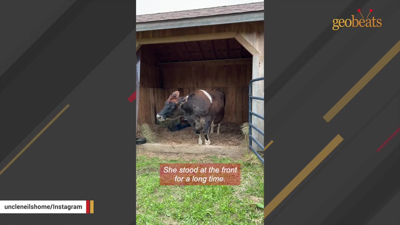 A brown and white cow stands hesitantly inside a wooden shelter at a sanctuary, looking out toward the grassy field.