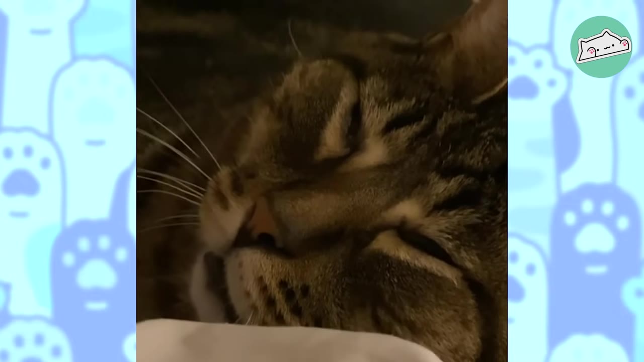 A close-up shot of a tabby cat sleeping peacefully with its eyes closed.