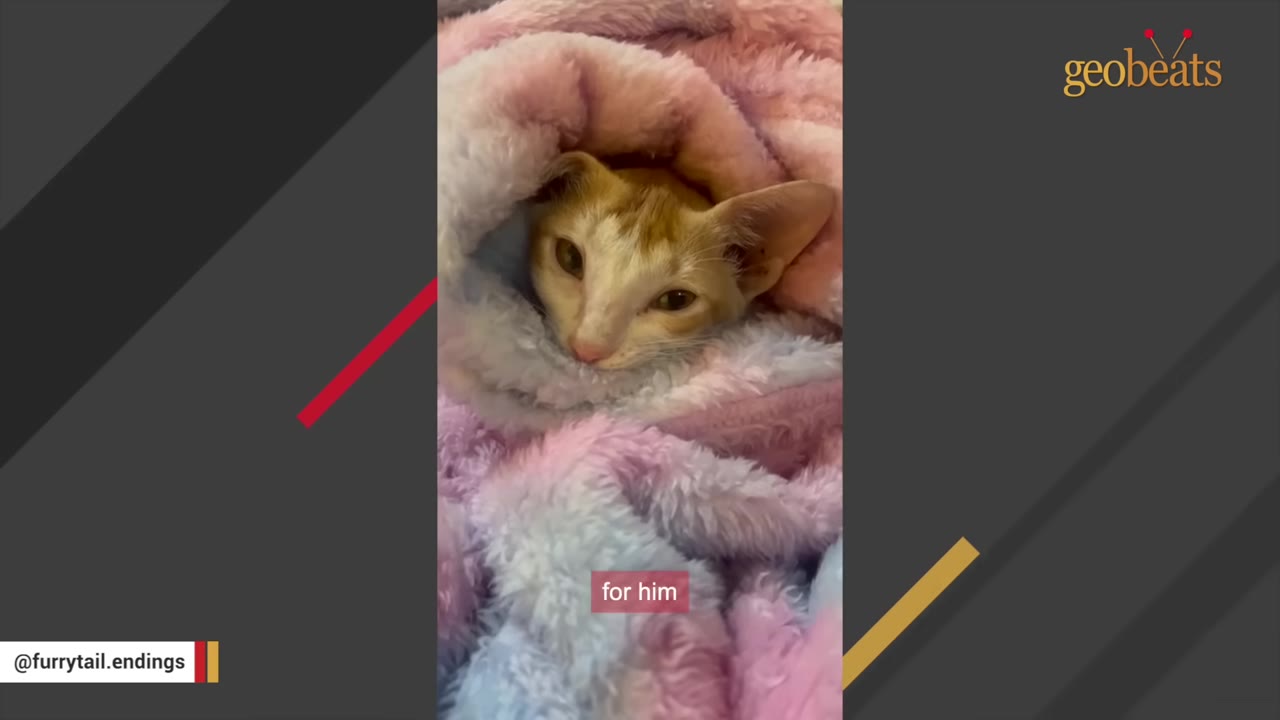 An orange and white kitten wrapped snugly inside a fluffy pink and blue blanket.