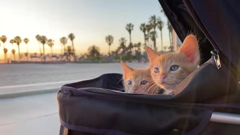 LA Woman Rescues Two Kittens, But A Sudden Illness Reveals A Heartwarming Shift In Their Bond