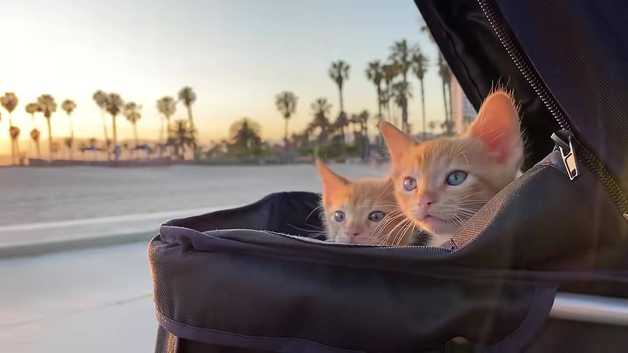 Two small orange kittens peer out from a black pet stroller on a paved path near a sandy beach with palm trees at sunset.