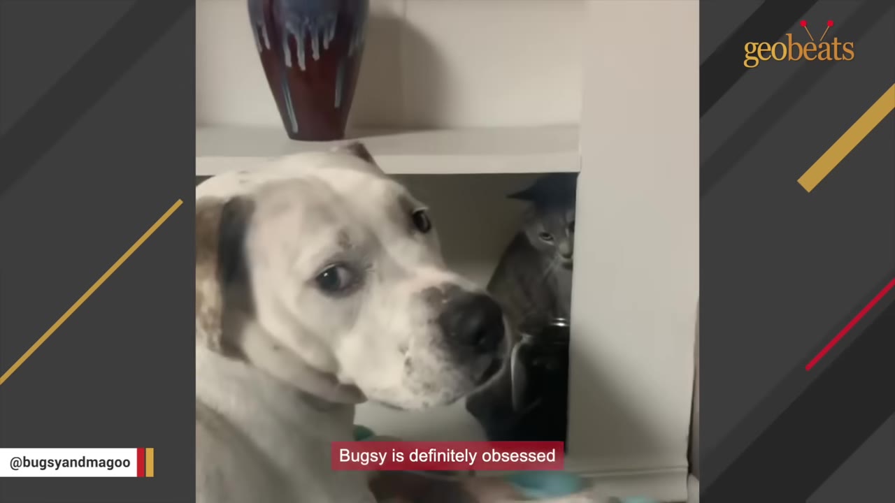 A white dog with brown patches looks back toward a grey cat sitting inside a white shelf unit.
