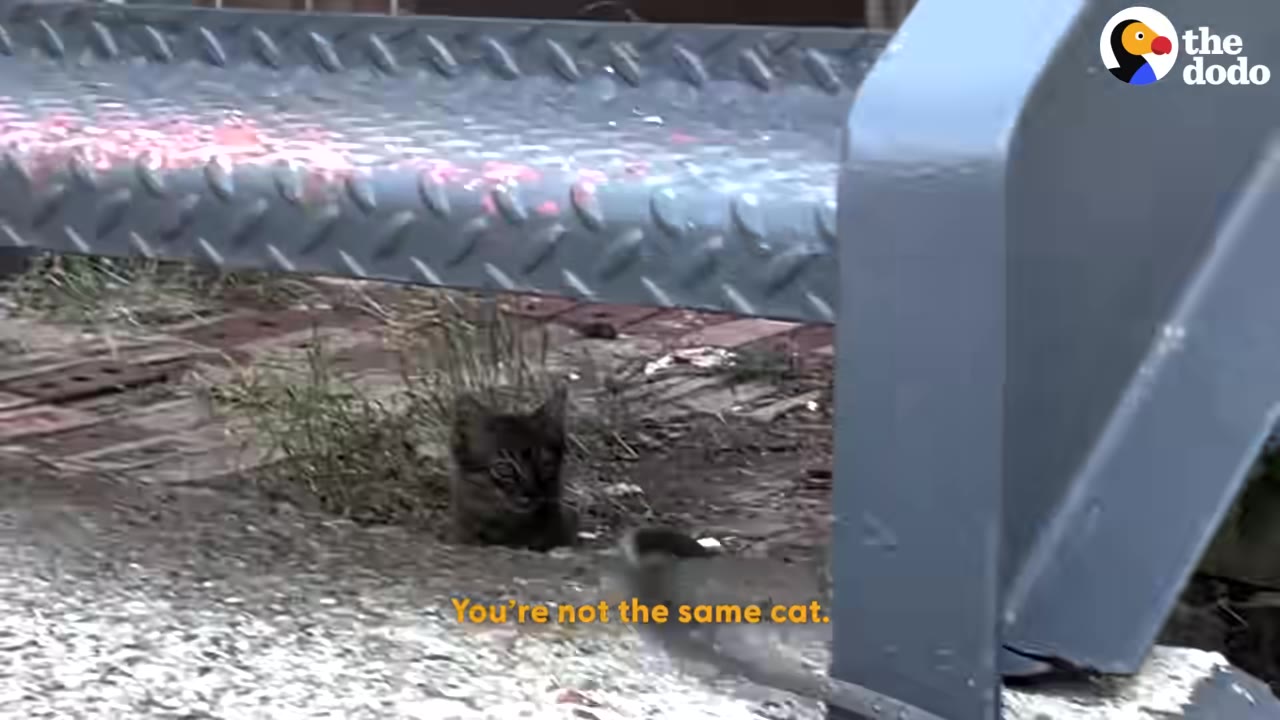 A small tabby kitten peeks out from under a metal step, with text reading 'You're not the same cat.'
