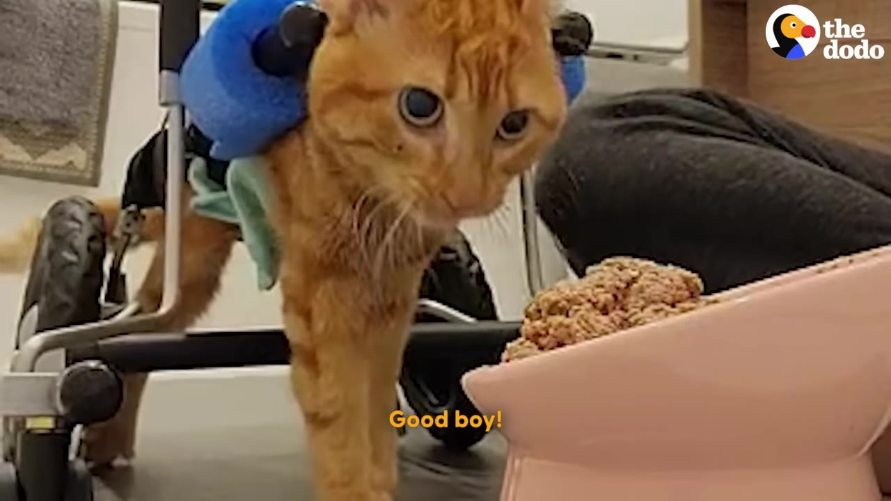 An orange cat in a supportive wheelchair stands in front of a pink bowl filled with wet food.
