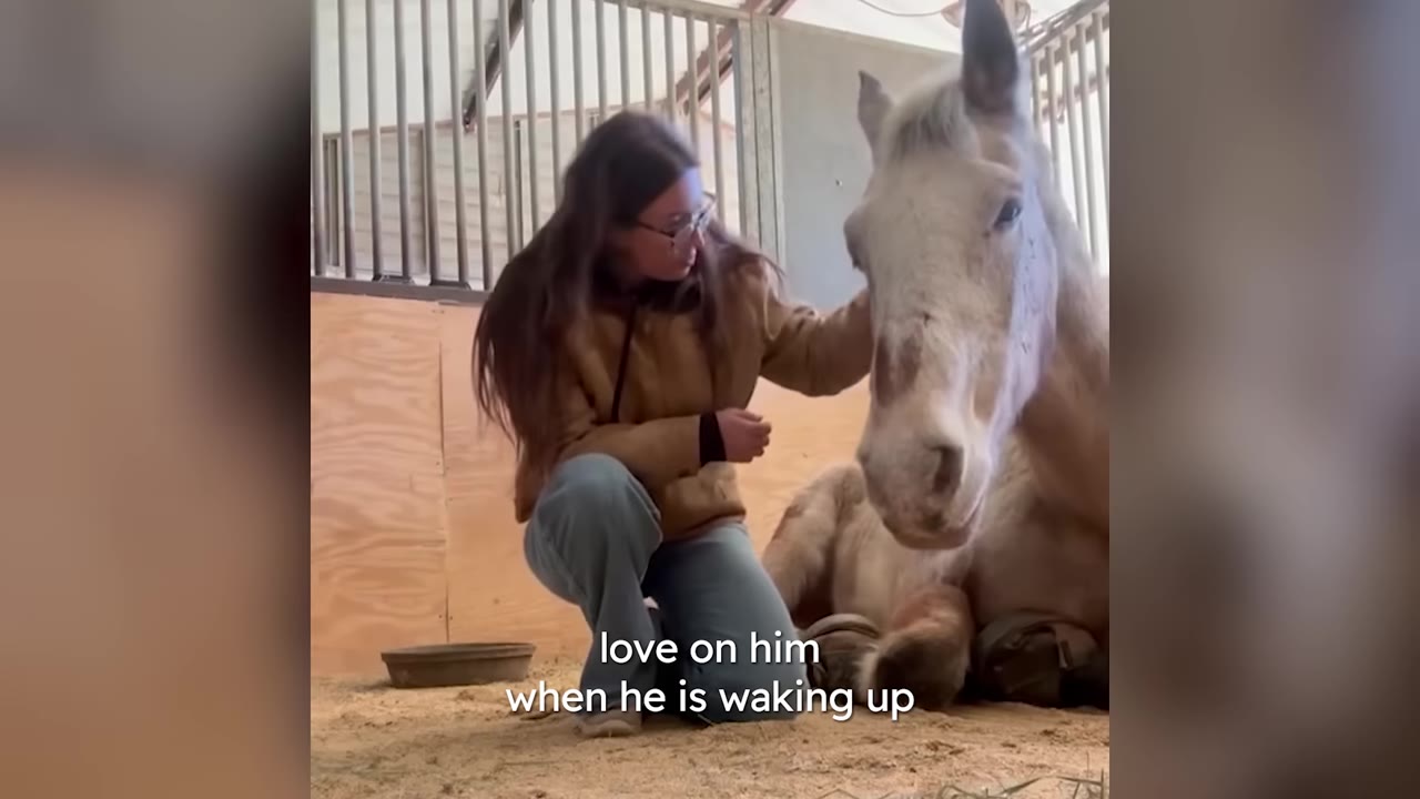 A woman in a brown jacket and glasses kneels in a wooden barn stall, gently petting a light-colored horse that is lying down on the straw-covered ground.