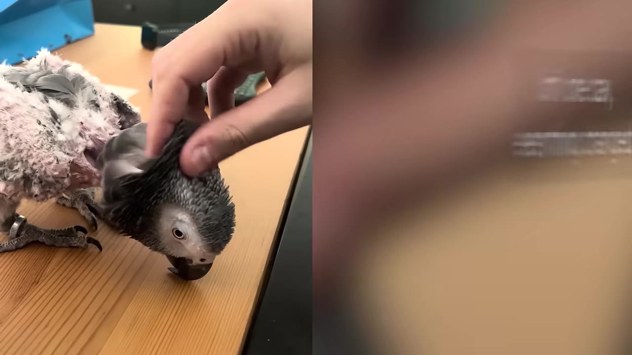 A hand gently pets the head of an African grey parrot with sparse feathers on its body as it stands on a wooden table.