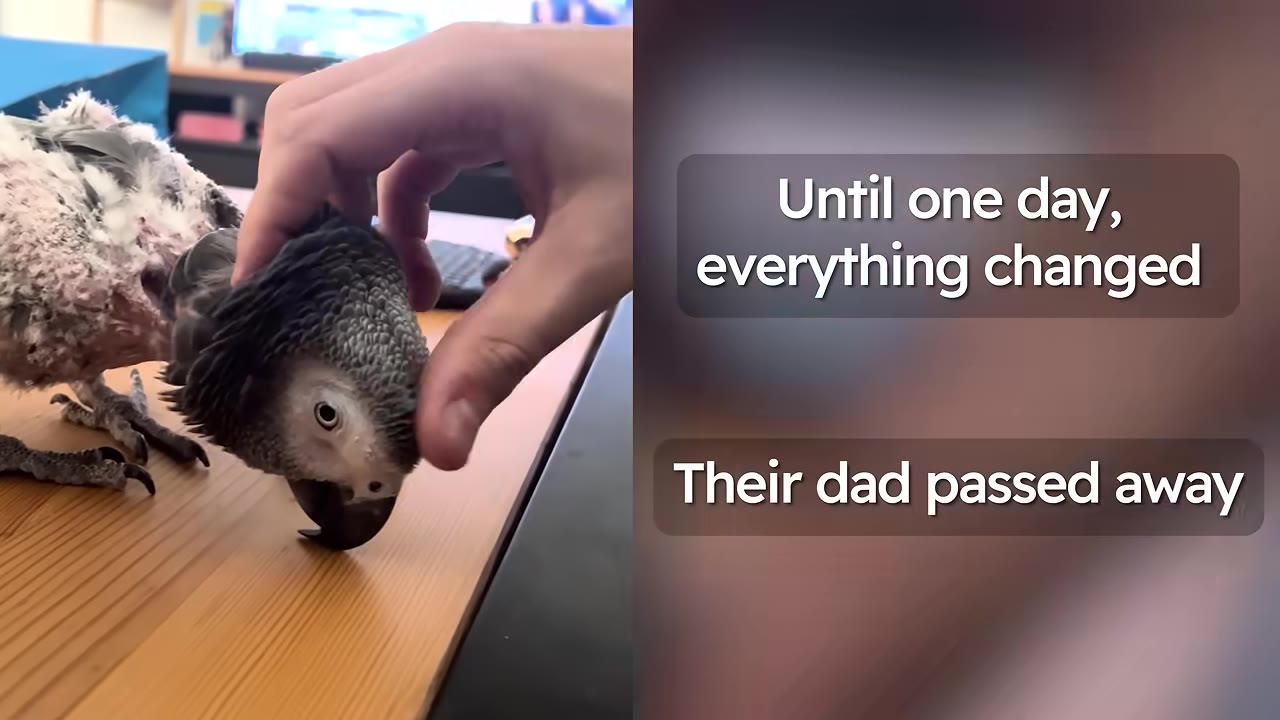 An African grey parrot with plucked feathers on its body is being gently petted on its head by a person's hand on a wooden table, next to text that reads 'Until one day, everything changed' and 'Their dad passed away'.