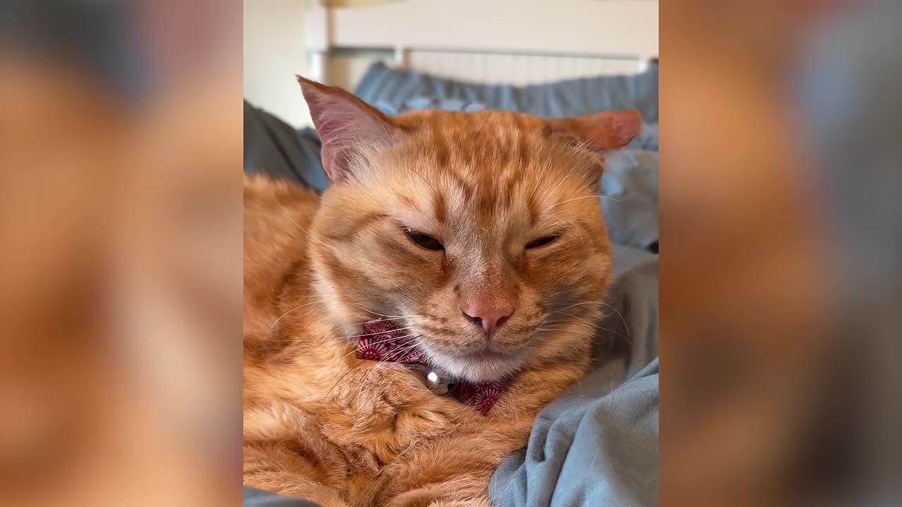 A close-up shot of an orange tabby cat with its eyes half-closed, wearing a red patterned collar with a small silver bell, resting on a blue blanket.