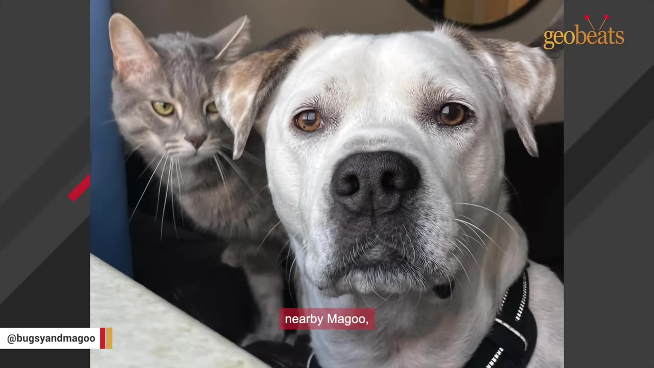 A close-up portrait of a white dog with brown eyes looking directly at the camera, with a grey tabby cat standing closely behind its shoulder.