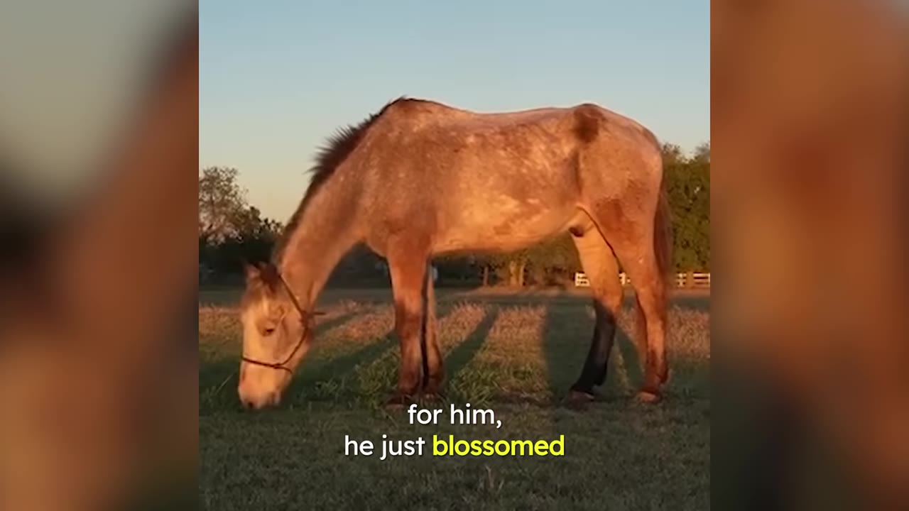 A light brown horse grazing in a grassy pasture during sunset, with text overlay reading 'for him, he just blossomed'.