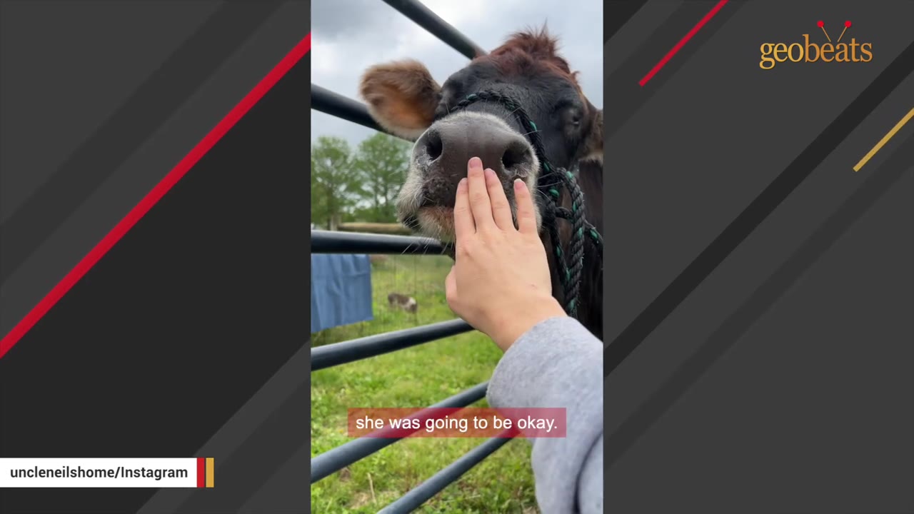 A close-up shot of a person's hand gently touching the nose of a brown cow through a metal fence.