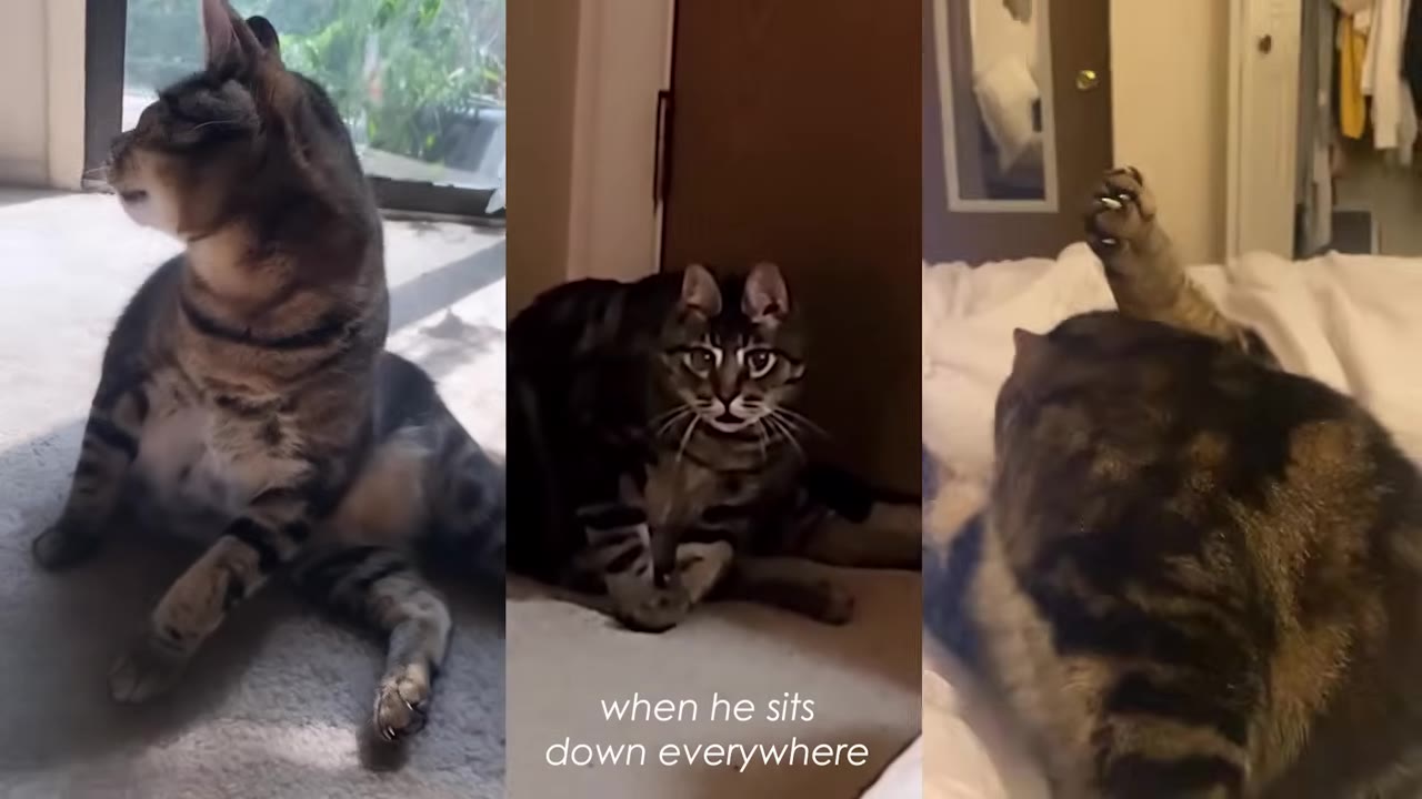 A three-panel collage showing a tabby cat sitting in various unusual, slumped positions on the floor and on a bed.