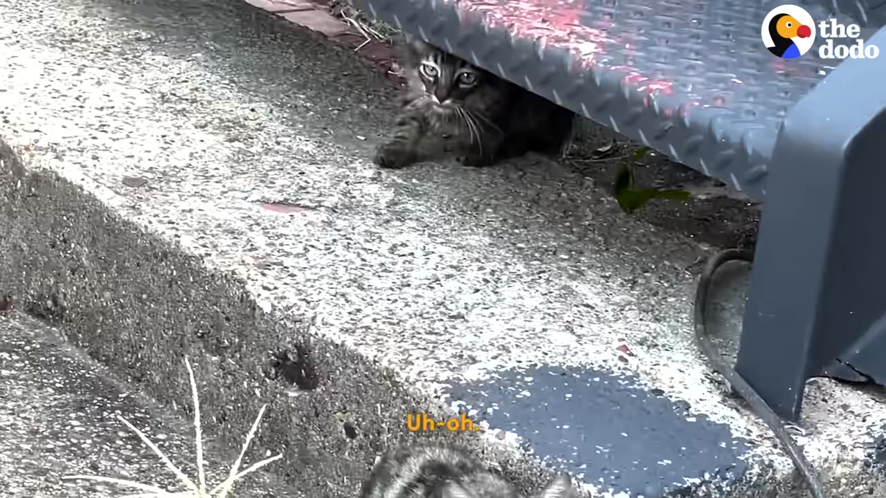 A small tabby kitten peeks out from underneath a metal staircase, while the top of another kitten's head is visible in the foreground.