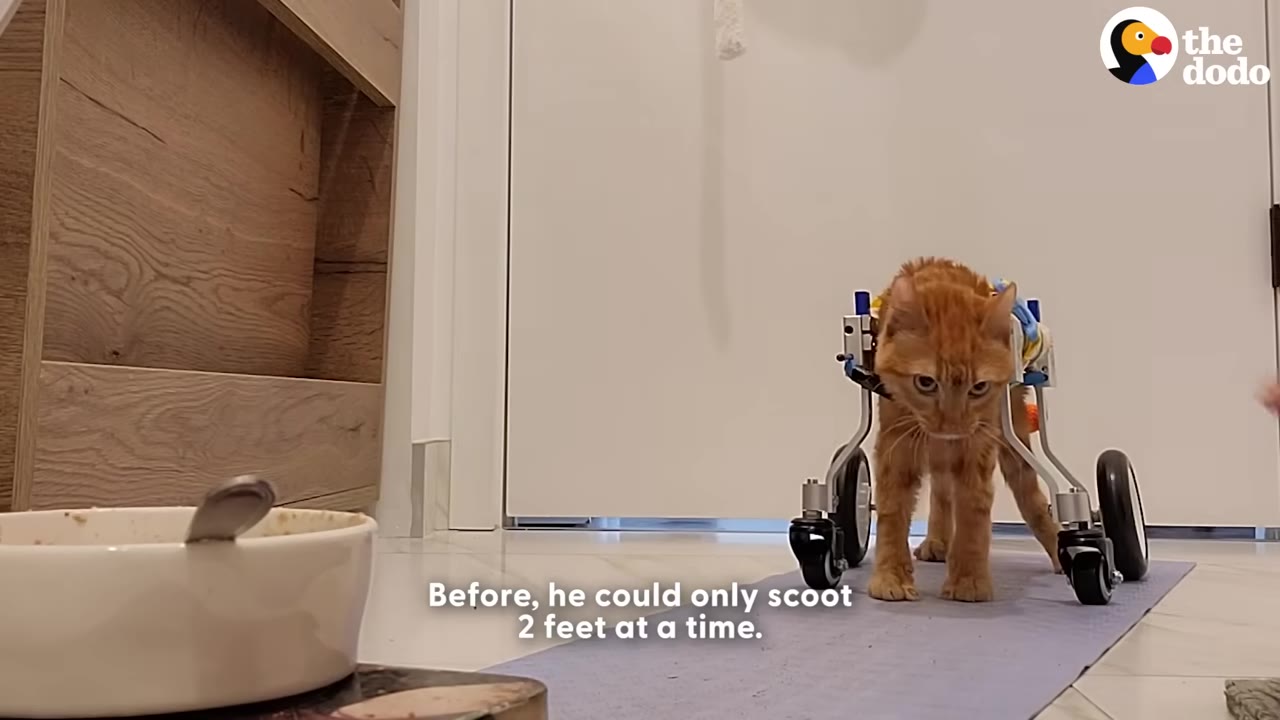 An orange tabby cat in a wheeled mobility cart stands on a blue mat, facing a white bowl of food on the floor.