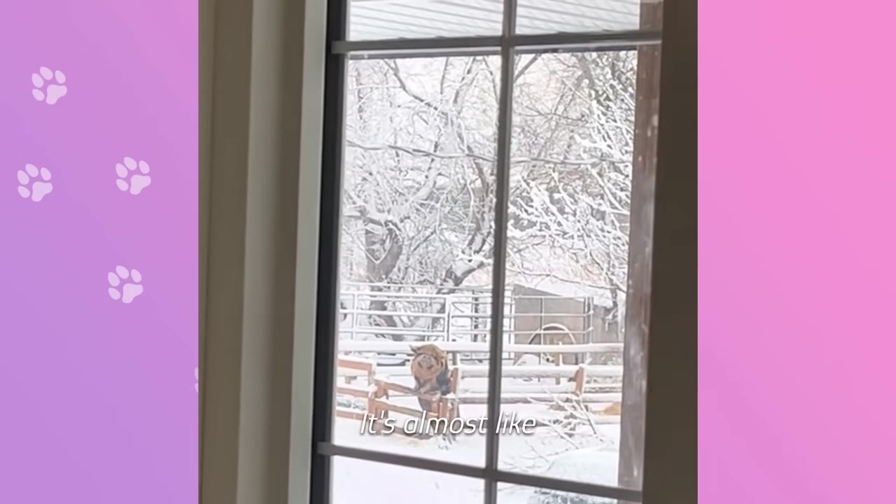 A pig standing on a wooden fence in a snowy yard, looking directly through a window.
