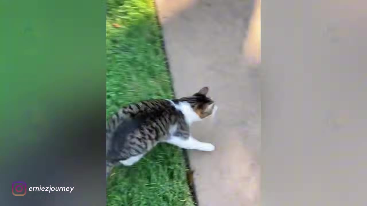 A tabby and white cat walking briskly along the edge of a green lawn next to a concrete path.