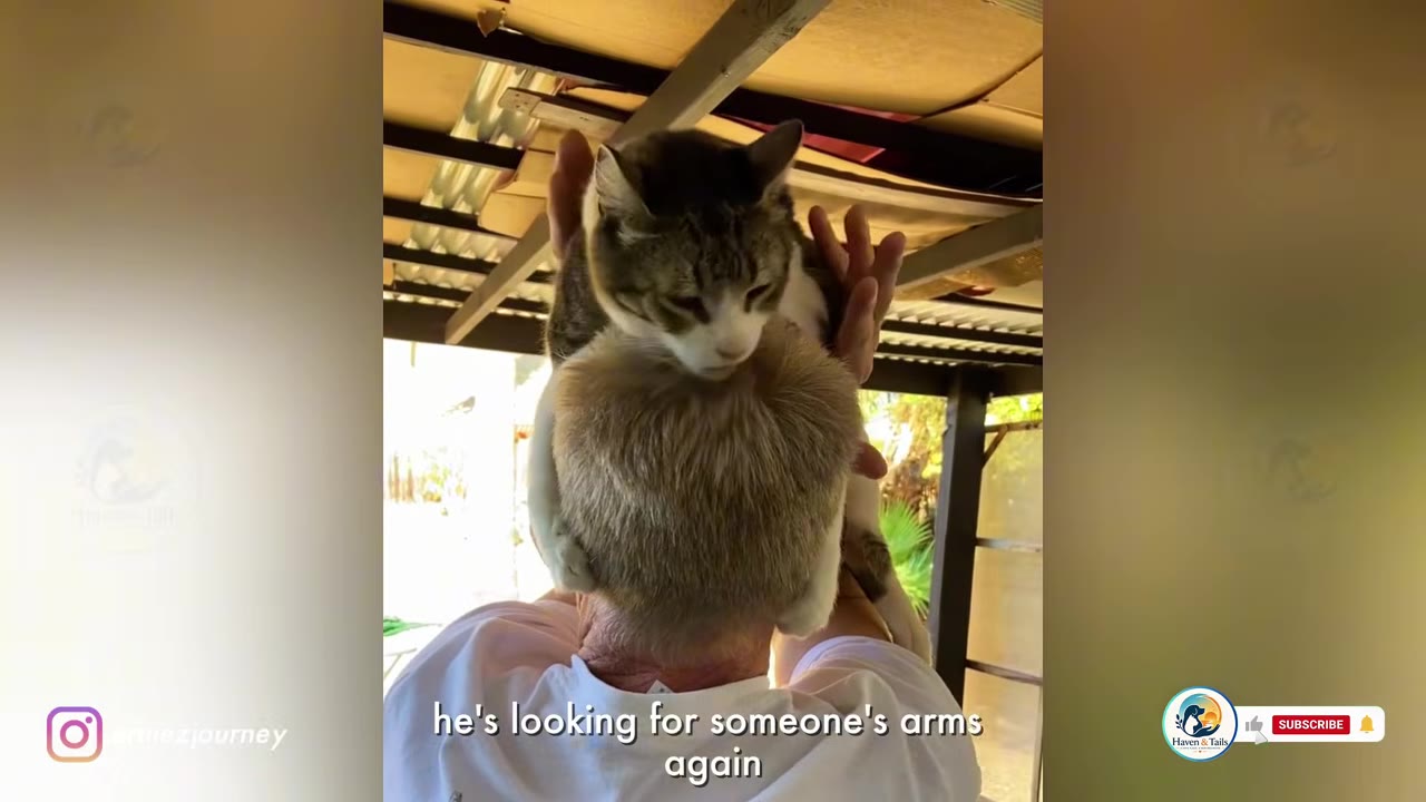 A tabby and white cat clinging to the back of a person's head and shoulders as they hold him up.