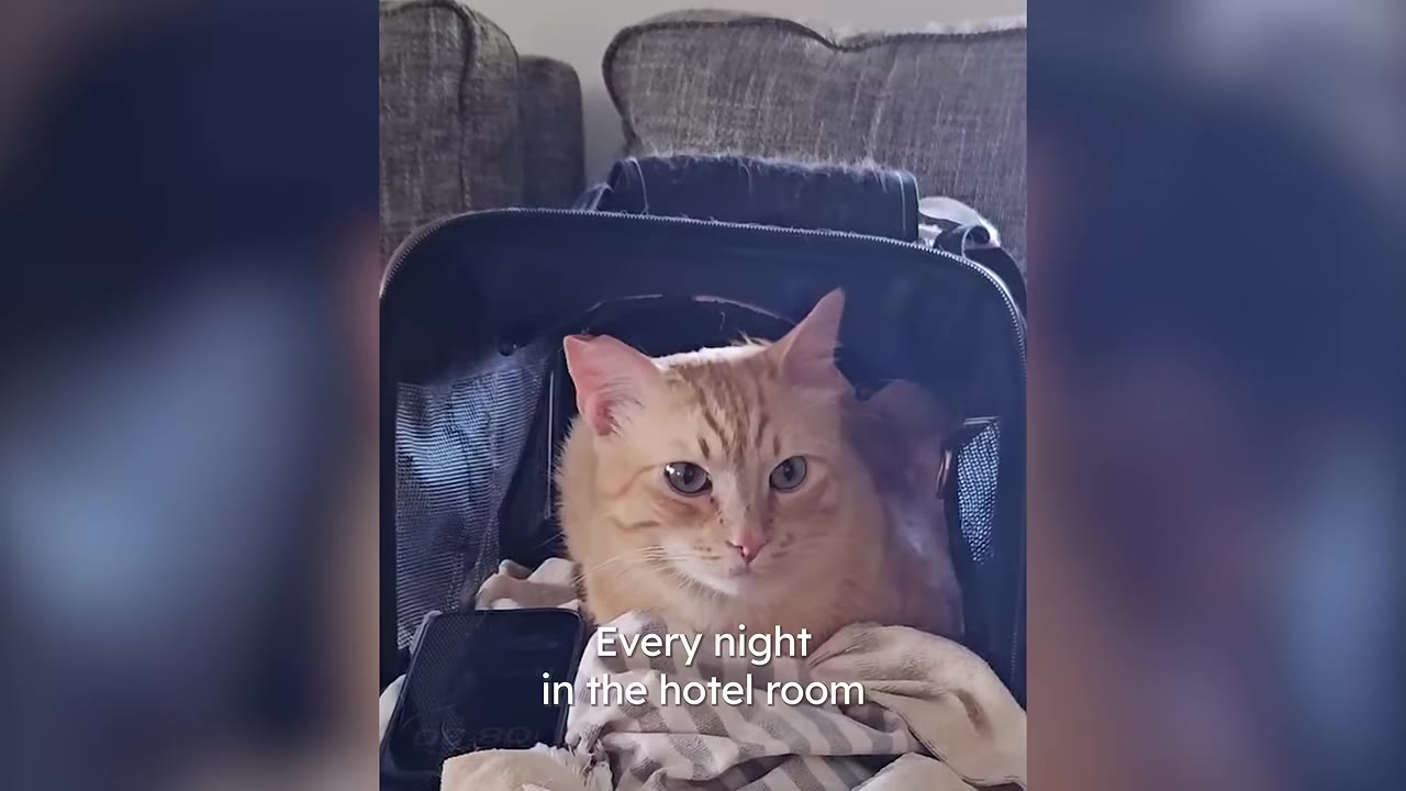 An orange tabby cat sitting inside a black pet carrier bag on a bed in a hotel room.