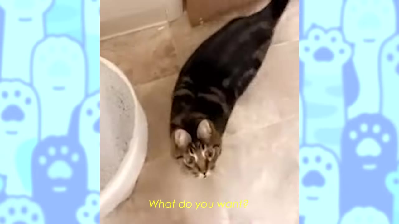 A dark tabby cat looks up directly at the camera while standing on a tiled floor next to a white litter box.