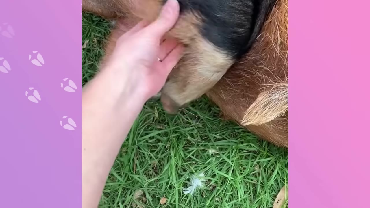A person's hand gently scratches the neck of a brown and black pig lying down on green grass.