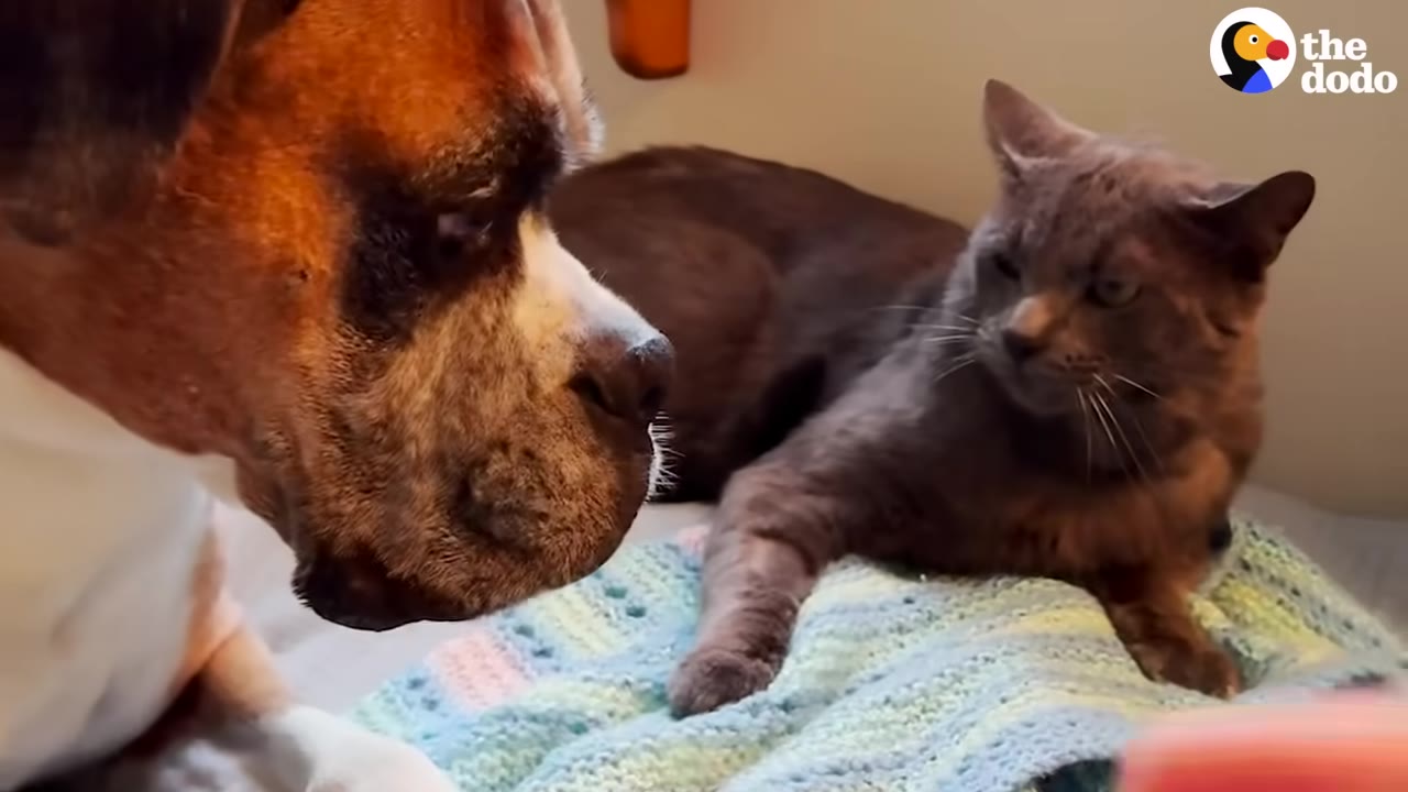 A close-up profile of a boxer dog looking directly at a grey cat lying on a blanket.