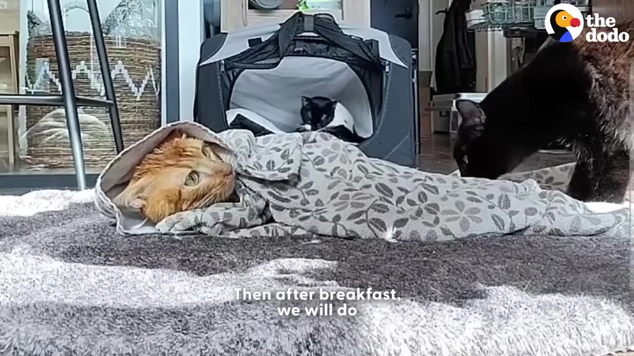 An orange cat wrapped like a burrito in a patterned grey towel lies on a rug.