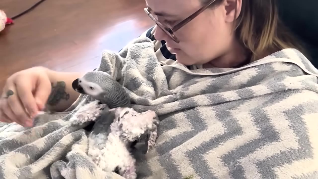 A woman wearing glasses looks down lovingly at a grey parrot wrapped in a patterned blanket on her lap.