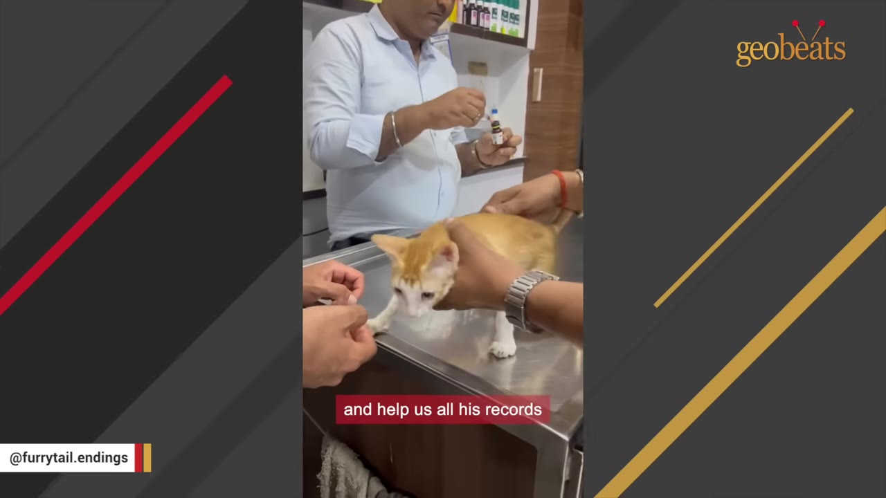 An orange and white kitten stands on a metal examination table at a veterinary clinic while a vet prepares a syringe in the background and hands hold the kitten steady.