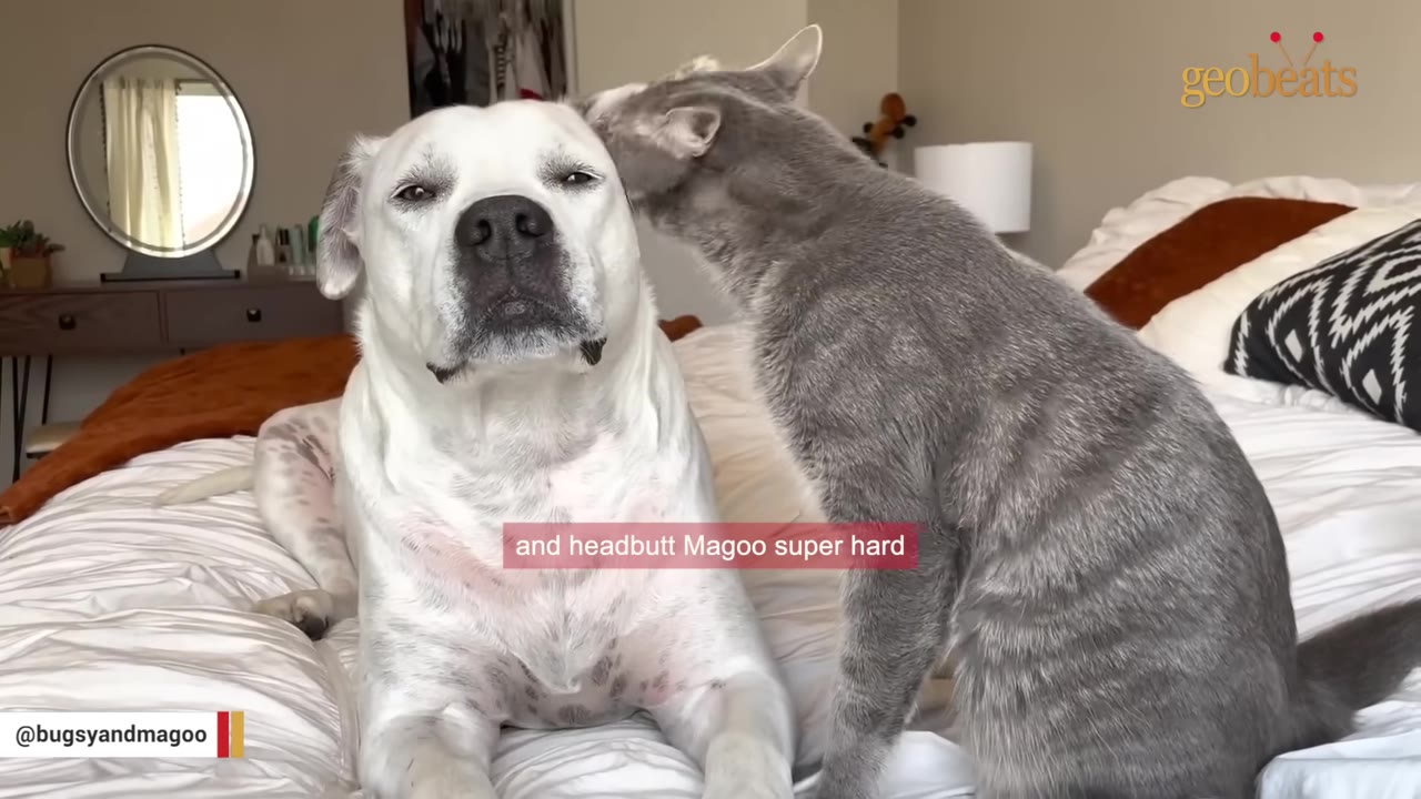 A grey tabby cat headbutts a large white dog on a bed with white sheets.