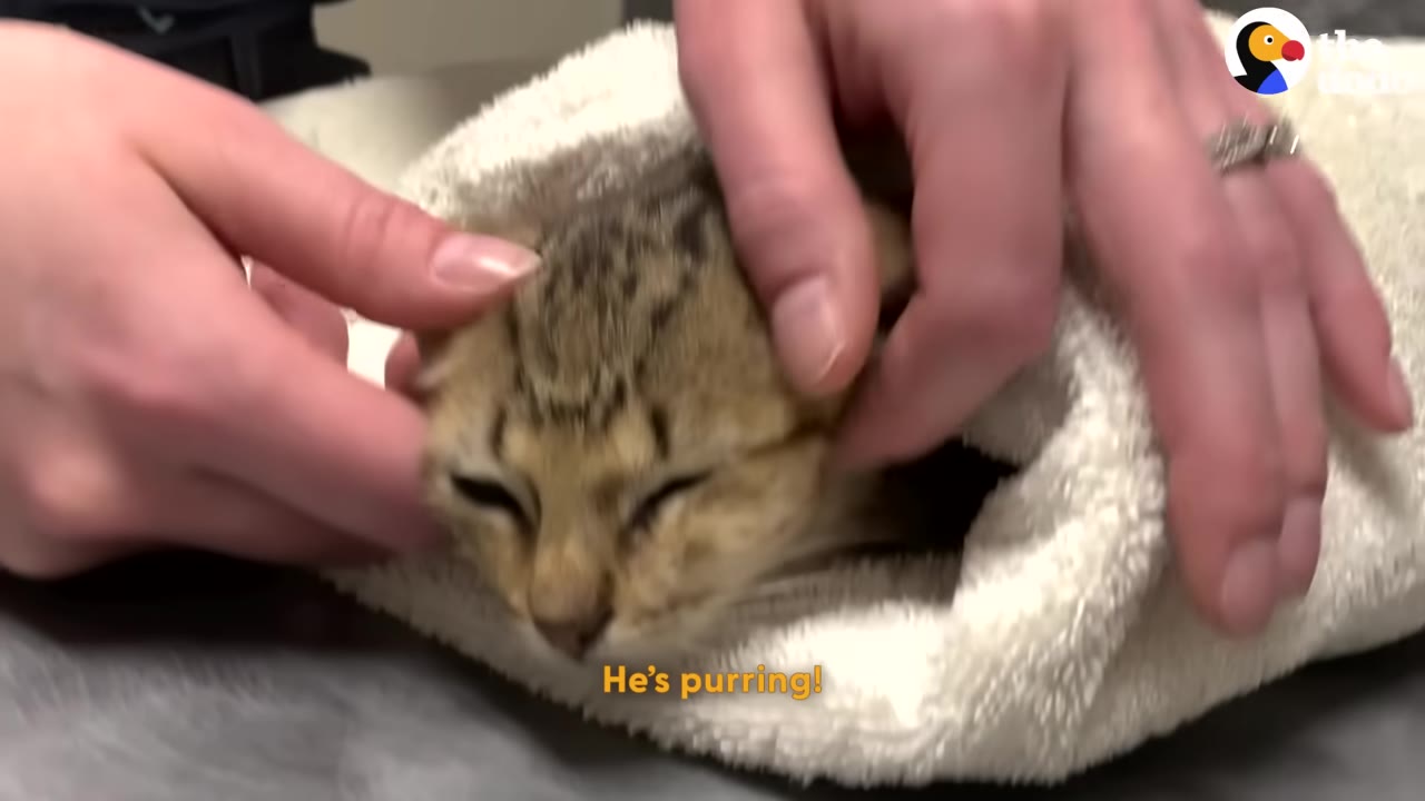A close-up of a small tabby kitten wrapped in a white towel, being gently held and petted by a person's hands.