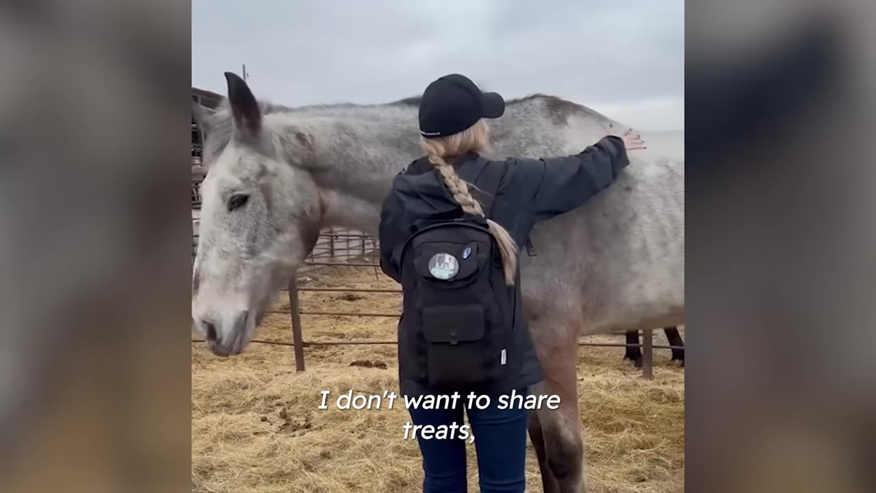 A grey horse being petted by a person wearing a black jacket and backpack, with text overlay reading 'I don't want to share treats,'.