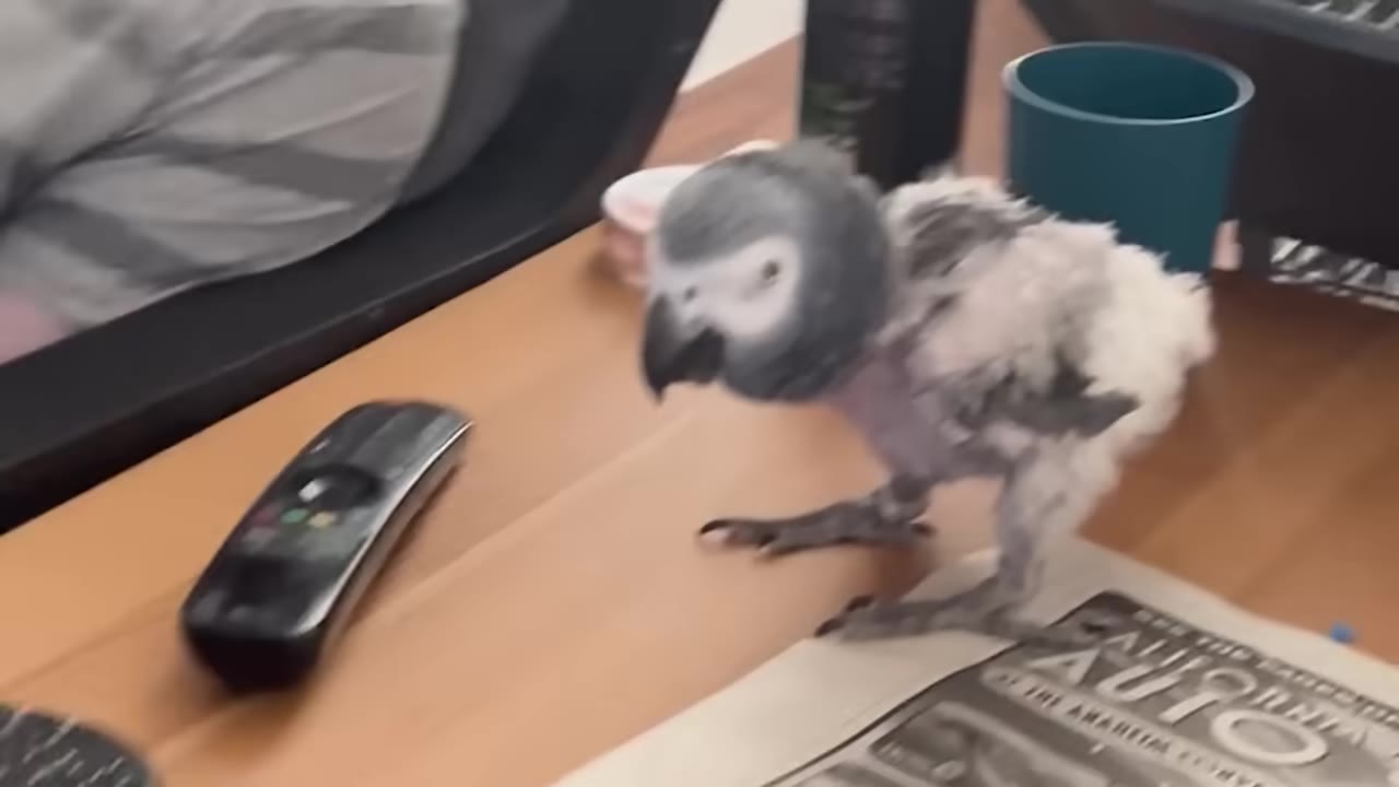 A young African grey parrot with sparse, downy feathers stands on a wooden table next to a remote control.