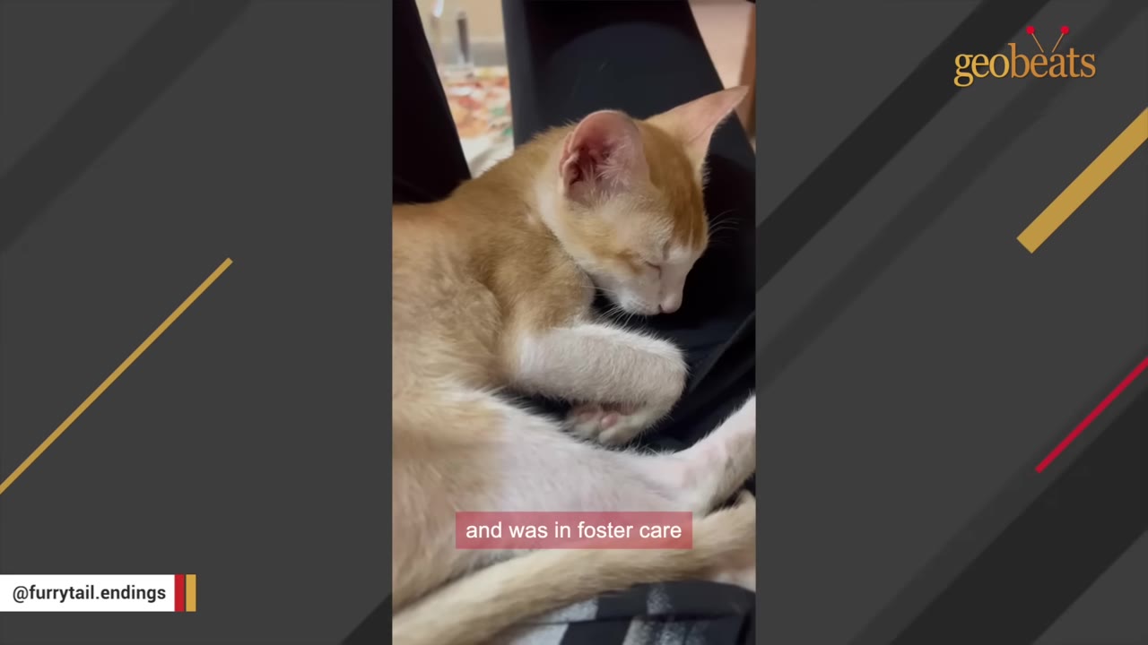 An orange and white kitten sleeping peacefully on someone's lap, with a subtitle that reads 'and was in foster care'.