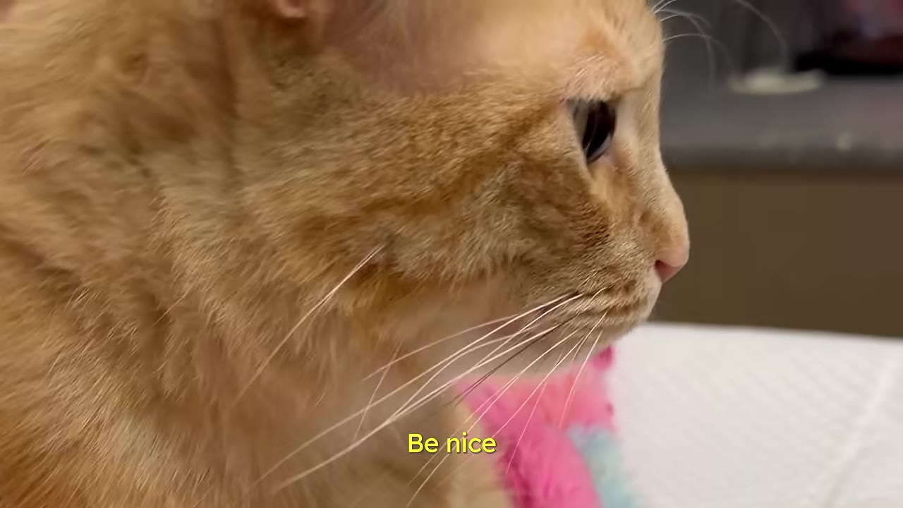 A close-up profile of an orange cat looking alert and tense, with the subtitle 'Be nice' displayed at the bottom.