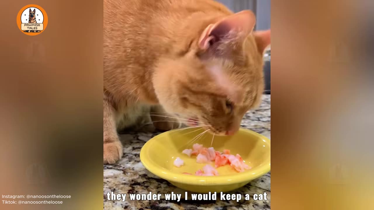 An orange cat eating pieces of shrimp from a yellow bowl on a granite countertop.