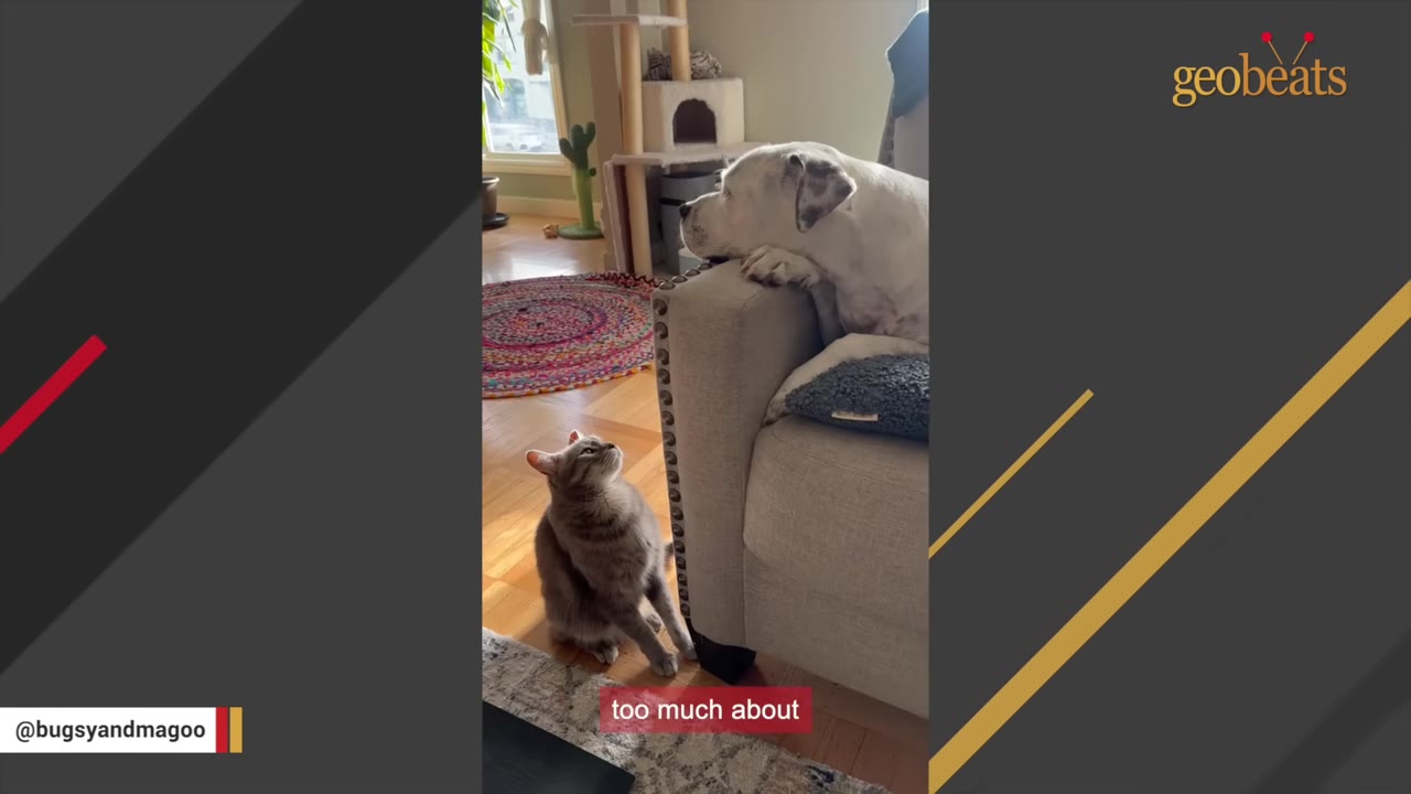 A white dog rests its head on the arm of a grey sofa, looking down patiently at a grey tabby cat sitting on the floor looking up at him.