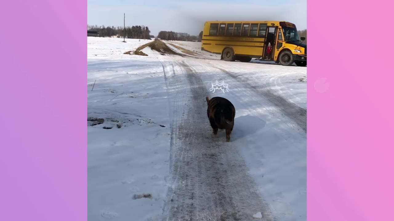 A large dark-colored pig walks down a snowy dirt road towards a yellow school bus parked in the distance.