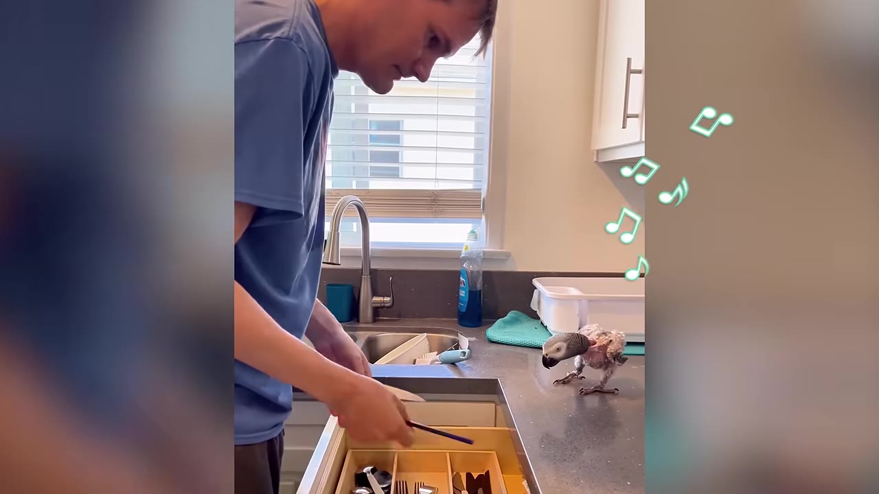 A man in a blue shirt stands in a kitchen looking down at a small grey parrot on the counter, which has animated green music notes floating above it as if it is whistling.