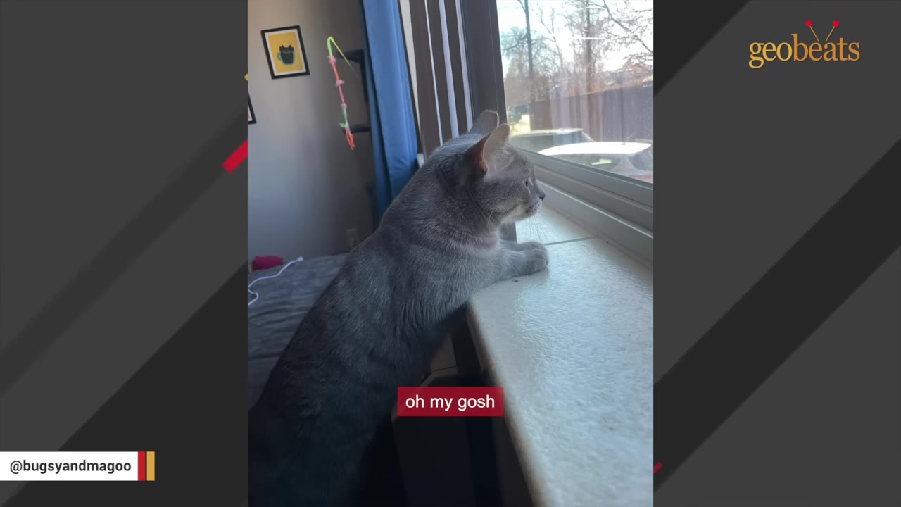 A grey cat standing on its hind legs, leaning against a window sill and looking outside.