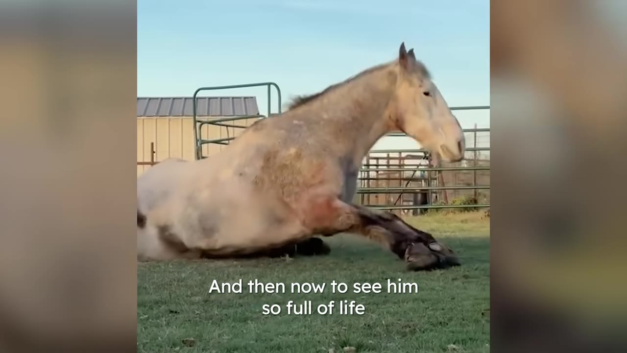 A healthy, light-colored horse sitting upright on a grassy field under a clear blue sky.