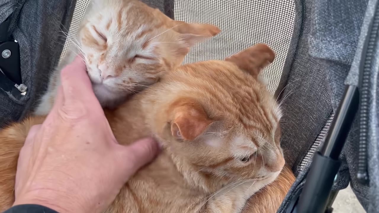 Two orange tabby cats cuddle closely together inside a grey pet stroller as a hand gently pets them.