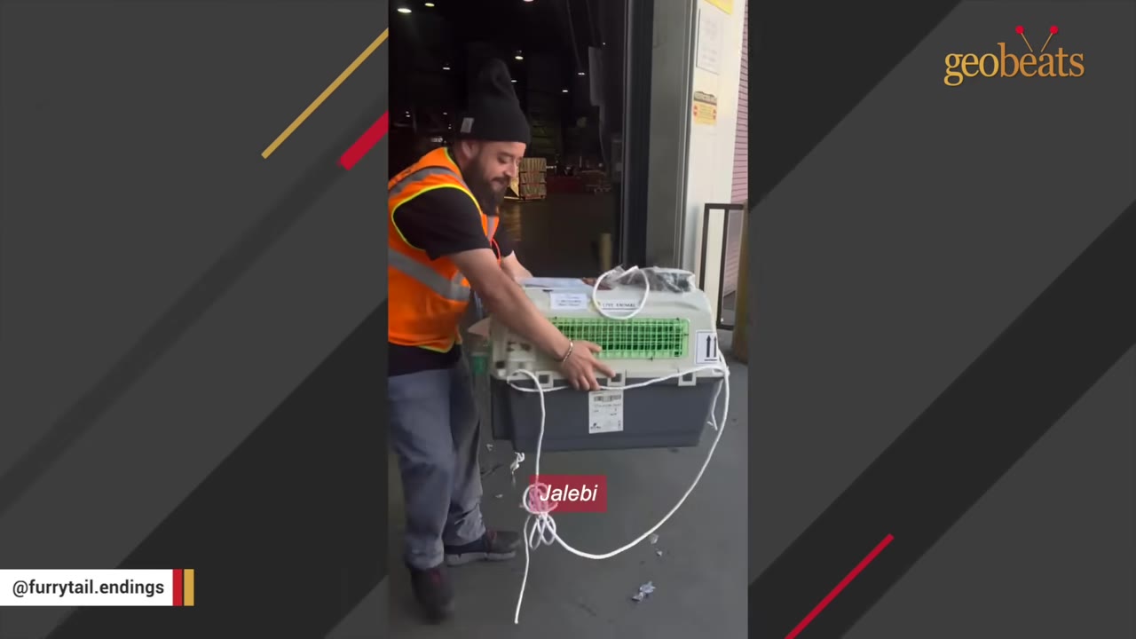 An airport worker wearing a high-visibility orange vest and a black beanie carries a pet travel crate labeled 'Jalebi'.
