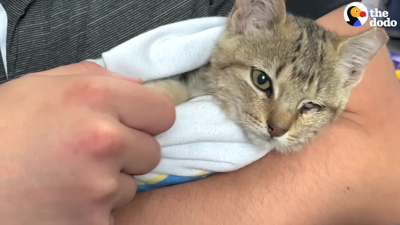 A close-up of a small tabby kitten wrapped in a white towel, being held gently in someone's arms.