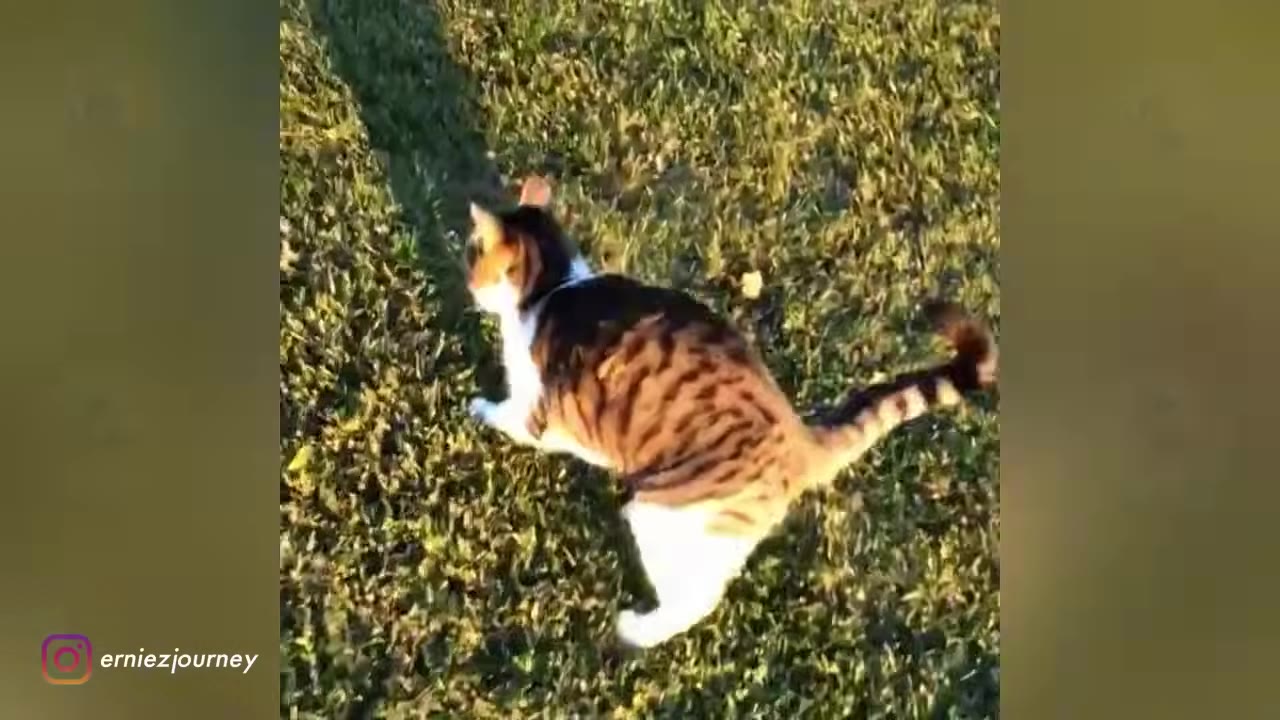 A brown, black, and white tabby cat running across a green grassy lawn.