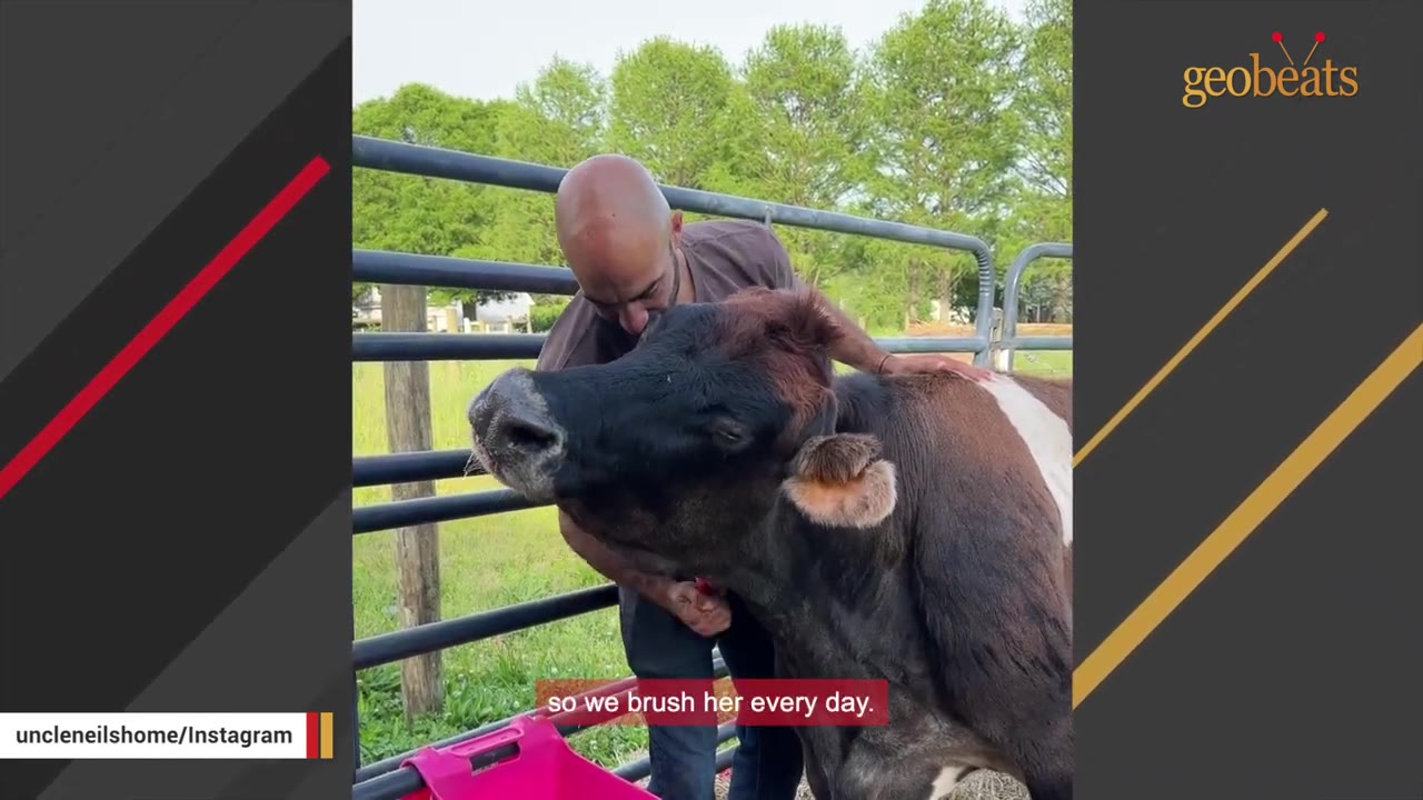 A man gently petting and brushing a brown and white cow named Helen outdoors near a metal fence.