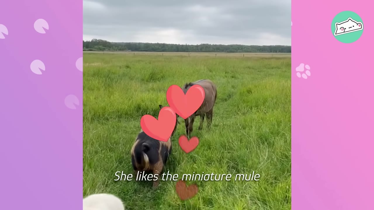 A pig and a miniature mule stand in a grassy field under an overcast sky, with heart graphics overlaid on the screen.
