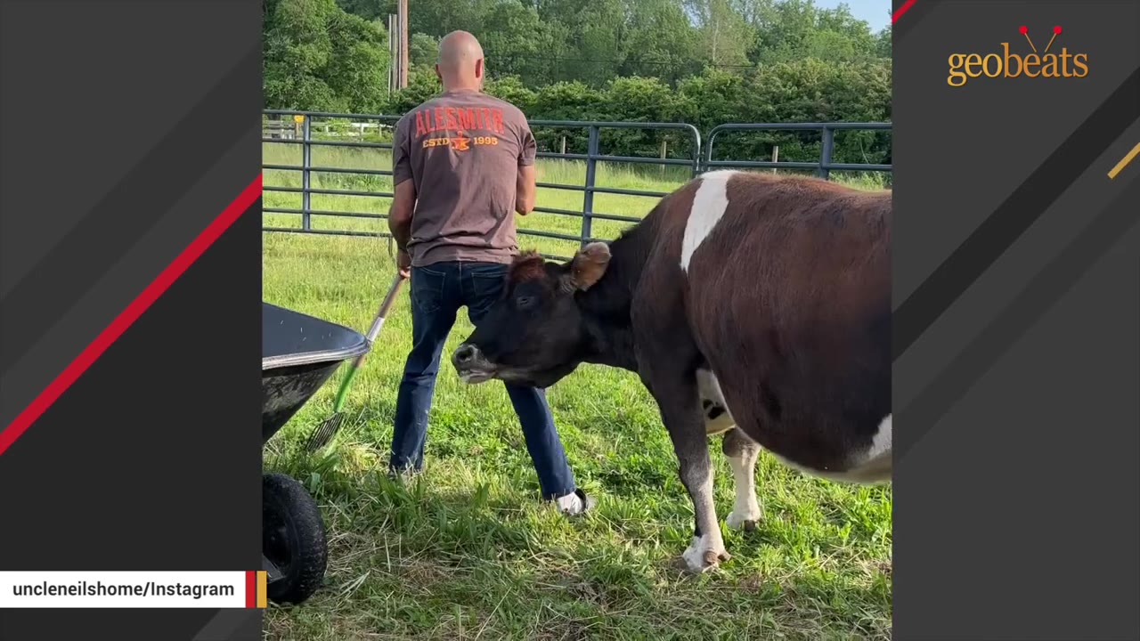 A brown and white cow stands in a grassy pasture next to a man holding a rake near a wheelbarrow.