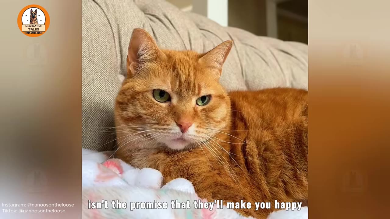 A close-up shot of Nanoos, an orange tabby cat with green eyes, lying on a soft blanket and looking directly at the camera.