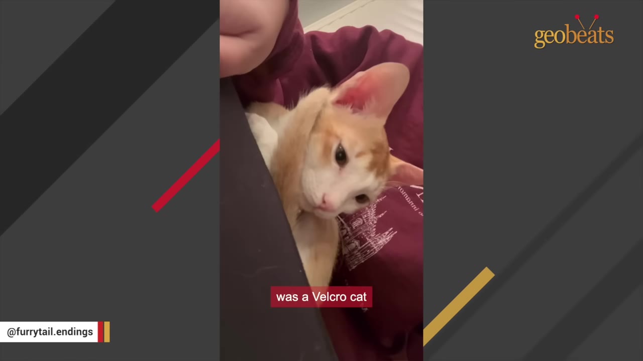 An orange and white kitten clings closely to a person wearing a maroon sweatshirt, looking directly at the camera.