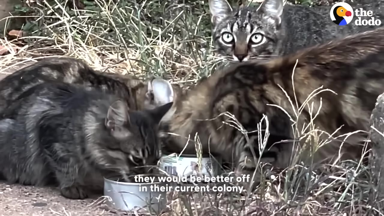 Several tabby cats eating from bowls outdoors in dry grass, with one cat looking alertly at the camera.